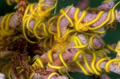 Brittle Stars (Ophiothrix sp.) Brittle Stars (Ophiothrix sp.)