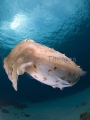 Broadclub Cuttle (Sepia latimanus) Broadclub Cuttle (Sepia latimanus)