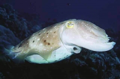 Broadclub Cuttlefish (Sepia latimanus)
