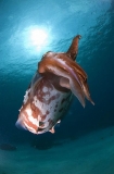 Broadclub Cuttle (Sepia latimanus) Broadclub Cuttle (Sepia latimanus)