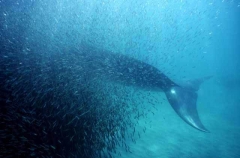 Bryde's Whale (Balaenoptera edeni) Bryde's Whale (Balaenoptera edeni)
