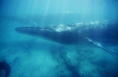 Bryde's Whales (Balaenoptera edeni) Bryde's Whales (Balaenoptera edeni)