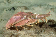 Butterfly Slipper Lobster (Ibacus peronii) Butterfly Slipper Lobster (Ibacus peronii)