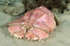 Butterfly Slipper Lobster (Ibacus peronii)