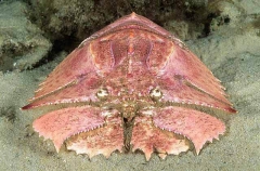 Butterfly Slipper Lobster (Ibacus peronii)