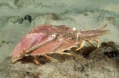 Butterfly Slipper Lobster (Ibacus peronii)