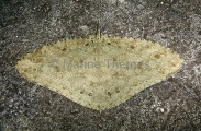 Spiny Butterfly Ray (Gymnura altavela) Spiny Butterfly Ray (Gymnura altavela)