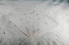 Butterfly Ray (Gymnura australis) Butterfly Ray (Gymnura australis)