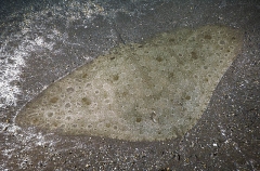 Spiny Butterfly Ray (Gymnura altavela) Spiny Butterfly Ray (Gymnura altavela)