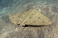 Spiny Butterfly Ray (Gymnura altavela) Spiny Butterfly Ray (Gymnura altavela)