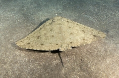 Spiny Butterfly Ray (Gymnura altavela) Spiny Butterfly Ray (Gymnura altavela)