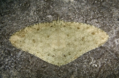 Spiny Butterfly Ray (Gymnura altavela) Spiny Butterfly Ray (Gymnura altavela)