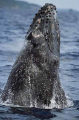 Humpback Whale (Megaptera novaeangliae) Humpback Whale (Megaptera novaeangliae)