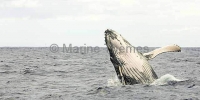 Humpback Whale (Megaptera novaeangliae) Humpback Whale (Megaptera novaeangliae)