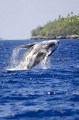 Humpback Whale (Megaptera novaeangliae)