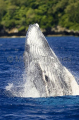 Humpback Whale (Megaptera novaeangliae) Humpback Whale (Megaptera novaeangliae)