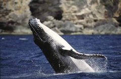 Humpback Whale (Megaptera novaeangliae) Humpback Whale (Megaptera novaeangliae)