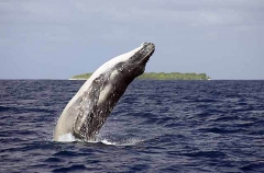 Humpback Whale (Megaptera novaeangliae) Humpback Whale (Megaptera novaeangliae)