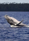 Humpback Whale (Megaptera novaeangliae) Humpback Whale (Megaptera novaeangliae)