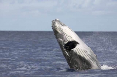 Humpback Whale (Megaptera novaeangliae) Humpback Whale (Megaptera novaeangliae)