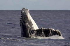 Humpback Whale (Megaptera novaeangliae) Humpback Whale (Megaptera novaeangliae)