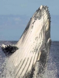 Humpback Whale (Megaptera novaeangliae) Humpback Whale (Megaptera novaeangliae)