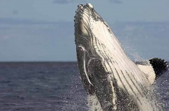 Humpback Whale (Megaptera novaeangliae) Humpback Whale (Megaptera novaeangliae)