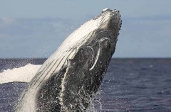 Humpback Whale (Megaptera novaeangliae) Humpback Whale (Megaptera novaeangliae)