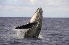 Humpback Whale (Megaptera novaeangliae) Humpback Whale (Megaptera novaeangliae)