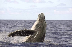 Humpback Whale (Megaptera novaeangliae) Humpback Whale (Megaptera novaeangliae)