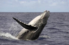 Humpback Whale (Megaptera novaeangliae) Humpback Whale (Megaptera novaeangliae)