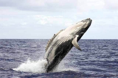 Humpback Whale (Megaptera novaeangliae) Humpback Whale (Megaptera novaeangliae)