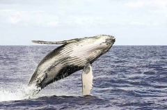 Humpback Whale (Megaptera novaeangliae) Humpback Whale (Megaptera novaeangliae)