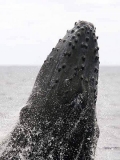 Humpback Whale (Megaptera novaeangliae) Humpback Whale (Megaptera novaeangliae)