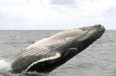 Humpback Whale (Megaptera novaeangliae) Humpback Whale (Megaptera novaeangliae)