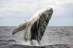 Humpback Whale (Megaptera novaeangliae) Humpback Whale (Megaptera novaeangliae)