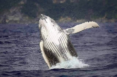 Humpback Whale (Megaptera novaeangliae) Humpback Whale (Megaptera novaeangliae)