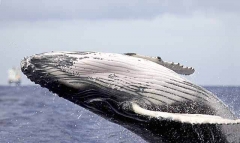 Humpback Whale (Megaptera novaeangliae) Humpback Whale (Megaptera novaeangliae)
