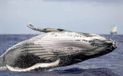 Humpback Whale (Megaptera novaeangliae) Humpback Whale (Megaptera novaeangliae)