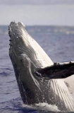 Humpback Whale (Megaptera novaeangliae) Humpback Whale (Megaptera novaeangliae)