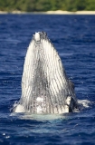 Humpback Whale (Megaptera novaeangliae) Humpback Whale (Megaptera novaeangliae)