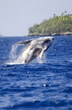 Humpback Whale (Megaptera novaeangliae) Humpback Whale (Megaptera novaeangliae)