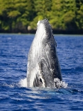 Humpback Whale (Megaptera novaeangliae) Humpback Whale (Megaptera novaeangliae)