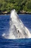 Humpback Whale (Megaptera novaeangliae) Humpback Whale (Megaptera novaeangliae)