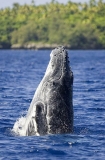 Humpback Whale (Megaptera novaeangliae) Humpback Whale (Megaptera novaeangliae)