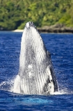 Humpback Whale (Megaptera novaeangliae) Humpback Whale (Megaptera novaeangliae)