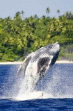 Humpback Whale (Megaptera novaeangliae) Humpback Whale (Megaptera novaeangliae)