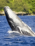 Humpback Whale (Megaptera novaeangliae) Humpback Whale (Megaptera novaeangliae)