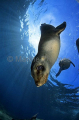 Californian Sea Lion (Zalophus californianus) Californian Sea Lion (Zalophus californianus)