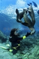 Californian Sea Lions (Zalophus californianus) Californian Sea Lions (Zalophus californianus)